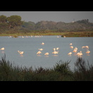 Flamingos in der Morgensonne